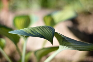 Obraz premium Funkie (Hosta)