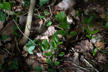 Sol des bois 1