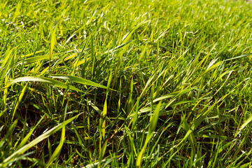 fresh green grass close up, natural background with soft focus. Awakening of Spring and Nature.