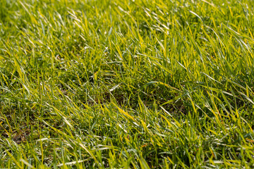 Fresh grass and sunshine morning, soft focus. Natural grass wallpaper panoramic view. a piece of grassland.
