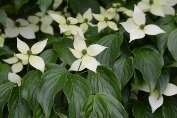 まるでモチーフのような花を咲かせた、満開のヤマボウシ