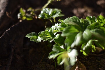 Waldsteinie (Waldsteinia)