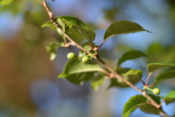 Vogelkirsche, Wildkirsche (Prunus avium) - unreife Früchte im Sonnenlicht