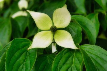 まるでモチーフのような花を咲かせた、満開のヤマボウシ