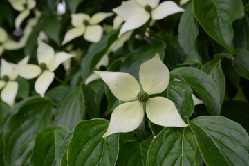まるでモチーフのような花を咲かせた、満開のヤマボウシ