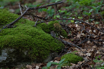 Campagnol des bois (Myodes glareolus) 2
