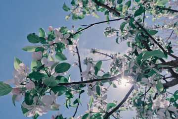 bottom view of flowering apple tree with blue sky, colour graded