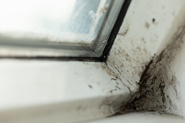 schimmelbefall am fenster.