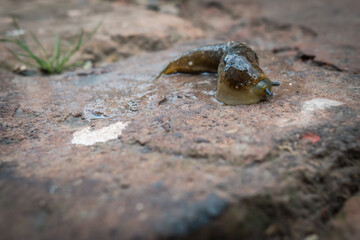 Slug with ooze on a brick pavement