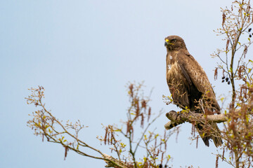 Impressive buzzard, buteo buteo, sitting on a branch in the spring with copy space. Dominant bird of prey is observing on a branch. Feathered animal with white and brown plumage. Blue sky