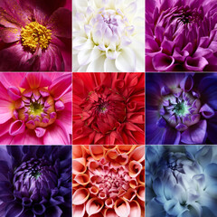 Set of different colors dahlia flowers