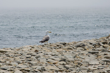 A seagull standing on a stone coast, the sea in the background, free space for insertion, selective focus