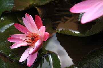 pink lotus flower