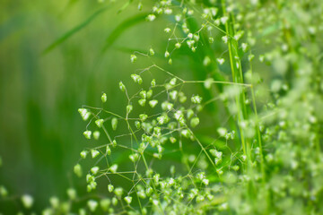初夏のヒメコバンソウ