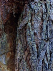 bark texture with resin