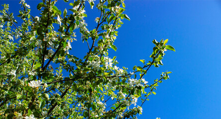 Blossom apple tree flowers against the blue sky. Blooming apple tree in spring season