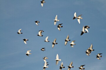 Tauben im Formationsflug