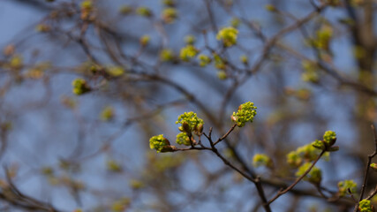 young green foliage blossomed on the trees against the blue sky