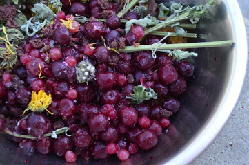 red currants in a bowl