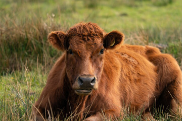 Red angus cow, the cow lies relaxed in a green Dutch meadow. Loo - obrazy, fototapety, plakaty