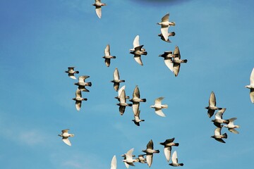 Tauben im Formationsflug