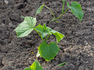 Young cucumber plants grow in natural conditions in the open air in the ground under the sun