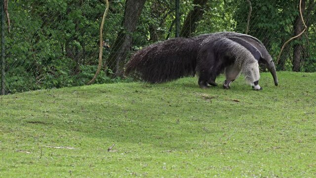 The giant anteater, Myrmecophaga tridactyla also known as the ant bear, is an insectivorous mammal native to Central and South America-Pantanal.