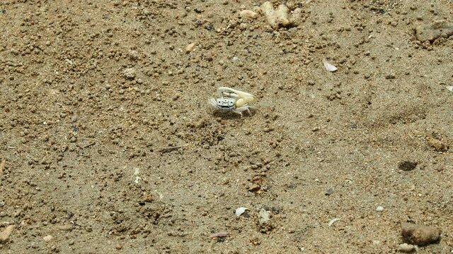 Okinawa,Japan - May 22, 2021: Fiddler crabs or Uca lactea perplexa on mud of mangrove field along Fukito river in Ishigaki island, Okinawa, Japan
