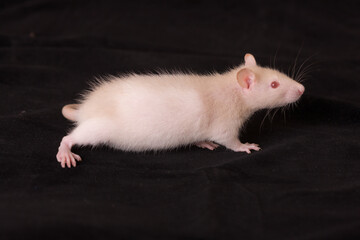 Small baby rat