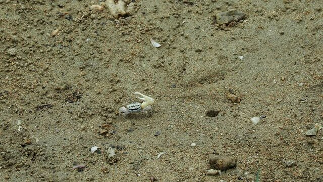 Okinawa,Japan - May 22, 2021: Fiddler crabs or Uca lactea perplexa on mud of mangrove field along Fukito river in Ishigaki island, Okinawa, Japan
