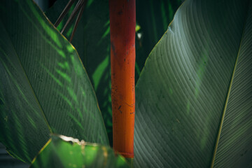 Red trunk palm tree with green palm leaves background 