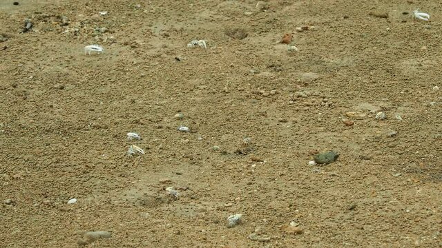 Okinawa,Japan - May 22, 2021: Fiddler crabs or Uca lactea perplexa on mud of mangrove field along Fukito river in Ishigaki island, Okinawa, Japan
