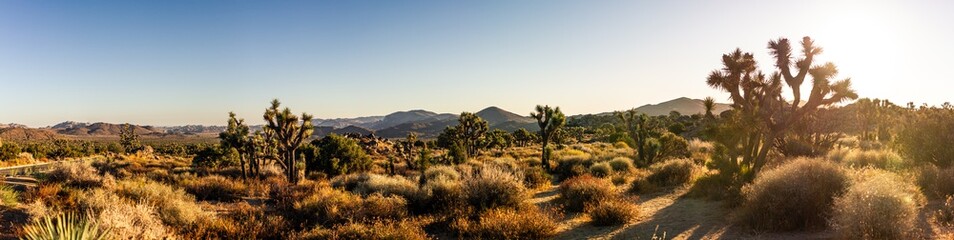 Panorama shot of desert flora nature with joshua trees and dry plants in joshua tree national park...