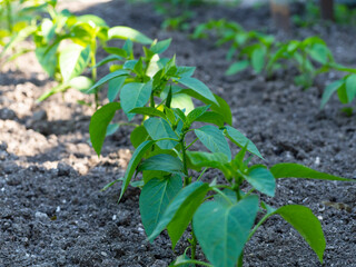 Pepper seedlings planted in rows in the open ground. Green pepper bushes, planting, vegetable garden, cottage. Selective Focus