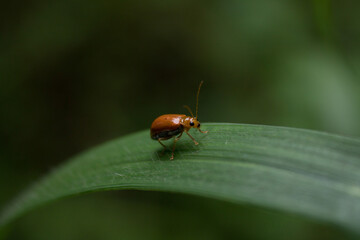 bug on green leaf