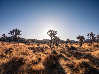 Fototapeta na wymiar Wide shot of field of joshua trees cactus and shadows in dry desert bush in national park in america