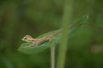 lizard on a leaf