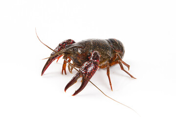 Live crayfish close up isolated on a white background.