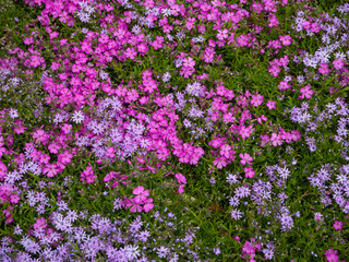Floral background. Carpet of multicolored creeping flowers of phlox paniculata top view