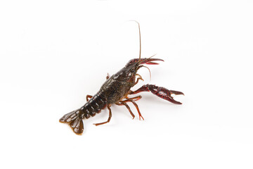 Live crayfish close up isolated on a white background.