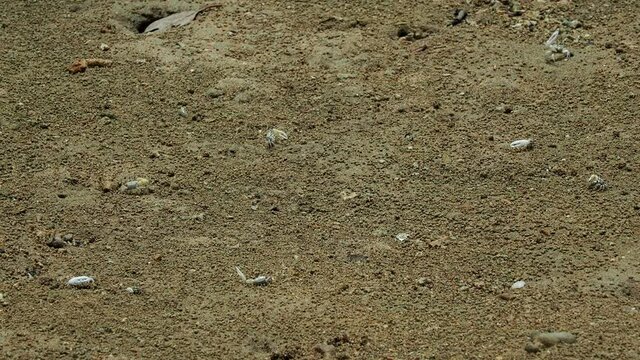 Okinawa,Japan - May 22, 2021: Fiddler crabs or Uca lactea perplexa on mud of mangrove field along Fukito river in Ishigaki island, Okinawa, Japan
