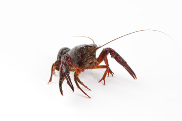 Live crayfish close up isolated on a white background.