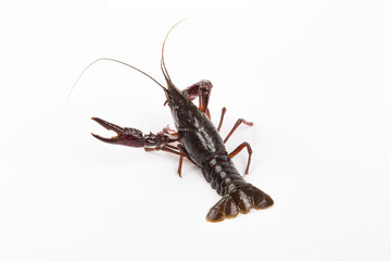 Live crayfish close up isolated on a white background.