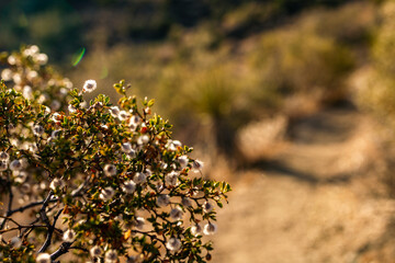 Close up of blooming desert plant in left down corner at sunset light in america