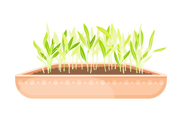Microgreens as Vegetable Greens Growing in Plastic Container Vector Illustration