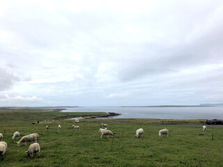 Scottish Field Landscape with Sheep