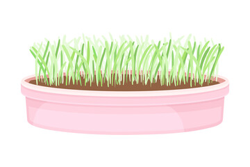 Vegetable Greens or Microgreens Growing Indoor in Plastic Container Vector Illustration