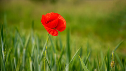 Poppy flower or papaver rhoeas poppy with the light