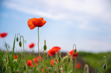 Naklejka premium Poppy flower or papaver rhoeas poppy with the light