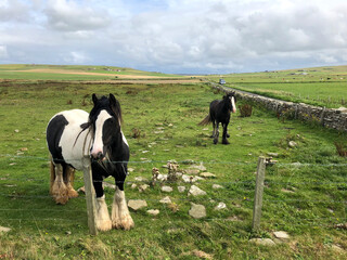 Orkney Landscape Field with Ponies